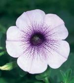 Петуния Сурфиния Блю Вейн